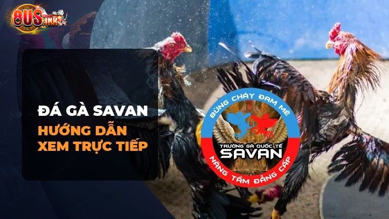 Xem trực tiếp đá gà Savan ở đâu thì chất lượng nhất?