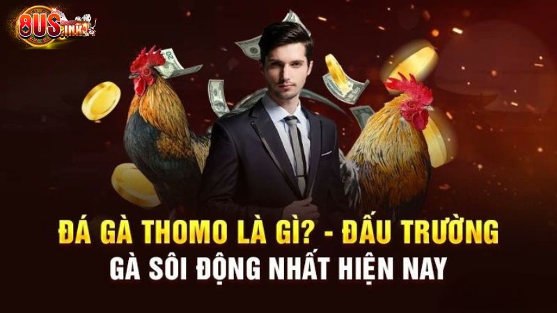 Sơ lược về chuyên mục đá gà Thomo tại 8US